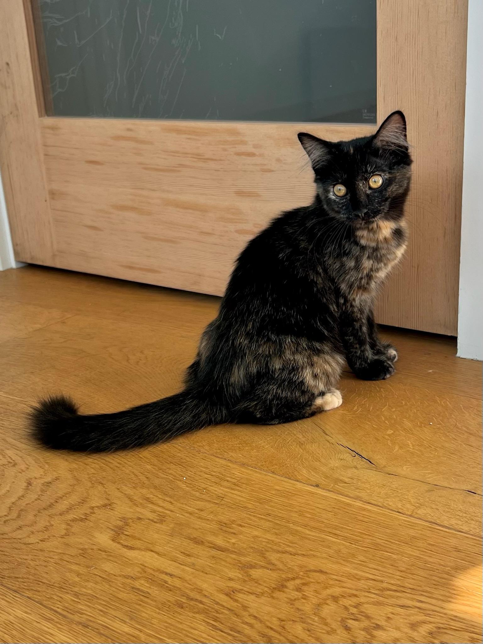 Enlarge Coco Bouchon, a Adopted mixed breed in Santa Monica, CA image 4/6