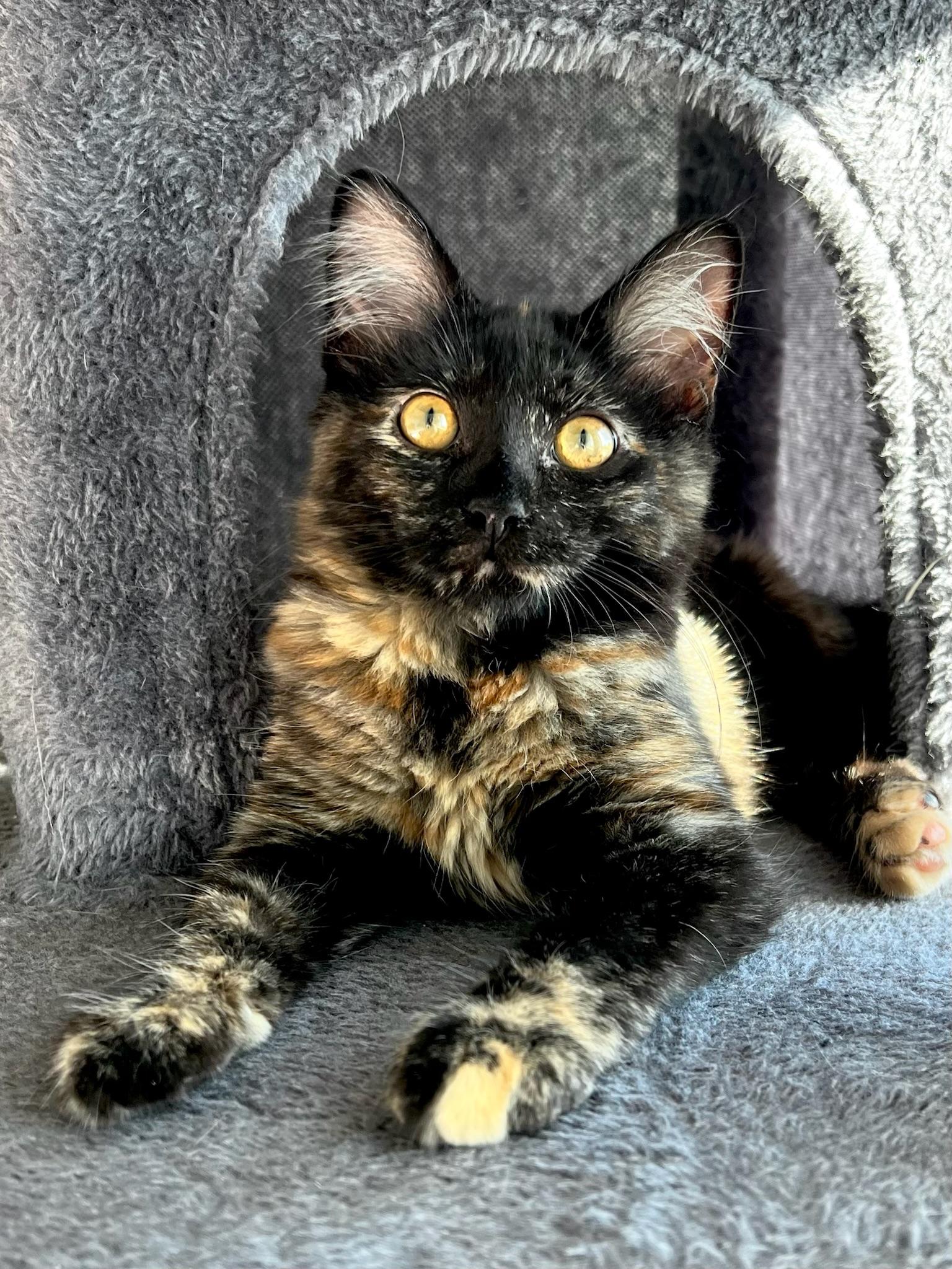 Enlarge Coco Bouchon, a Adopted mixed breed in Santa Monica, CA image 3/6