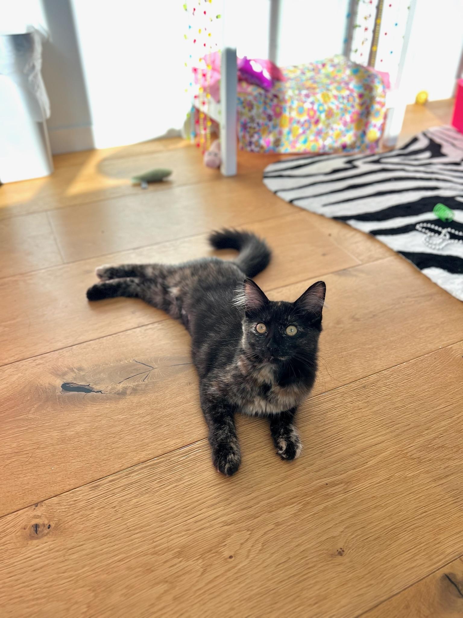 Enlarge Coco Bouchon, a Adopted mixed breed in Santa Monica, CA image 6/6