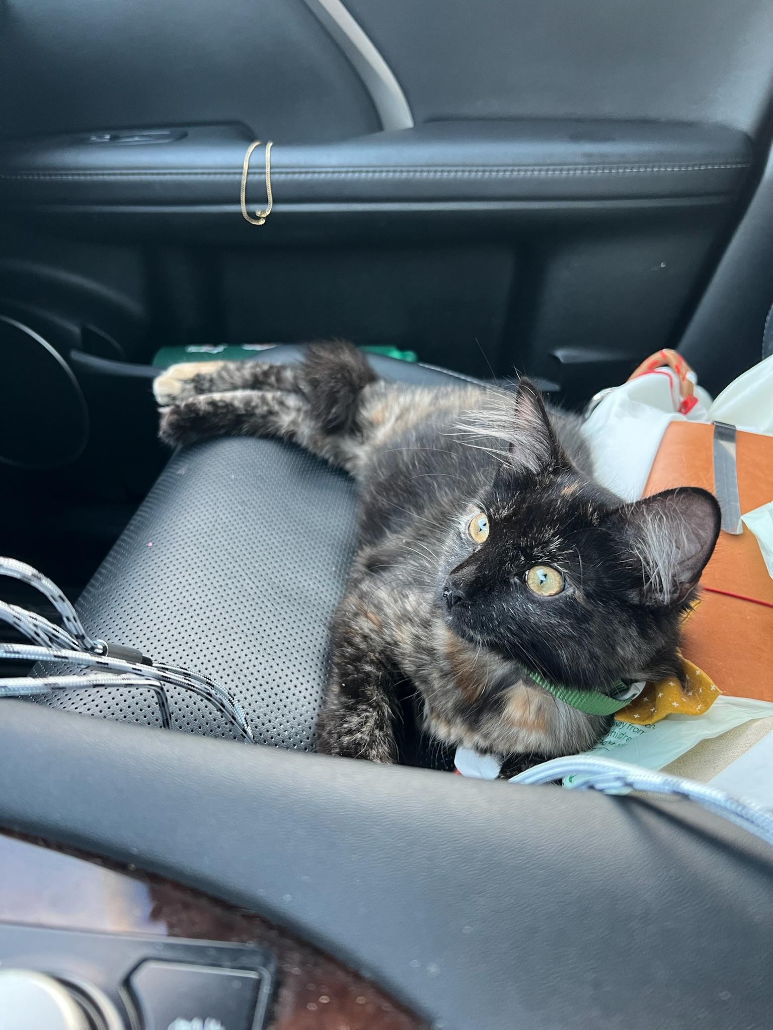 Enlarge Coco Bouchon, a Adopted mixed breed in Santa Monica, CA image 5/6