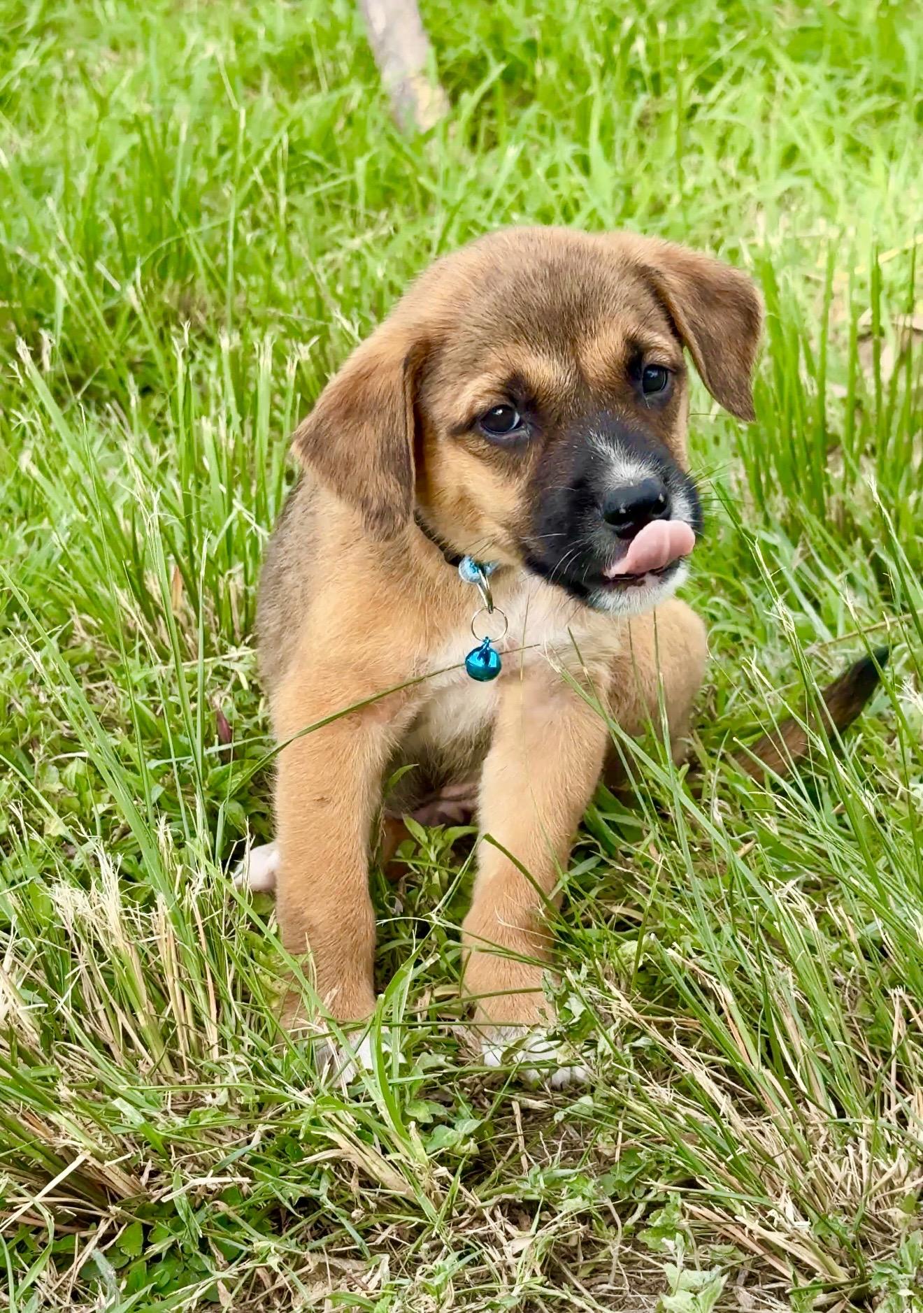 Enlarge Teddy - Bear, loving, Boy Puppy *LOW FEE*, an adopted mixed breed in Boston, MA image 4/6
