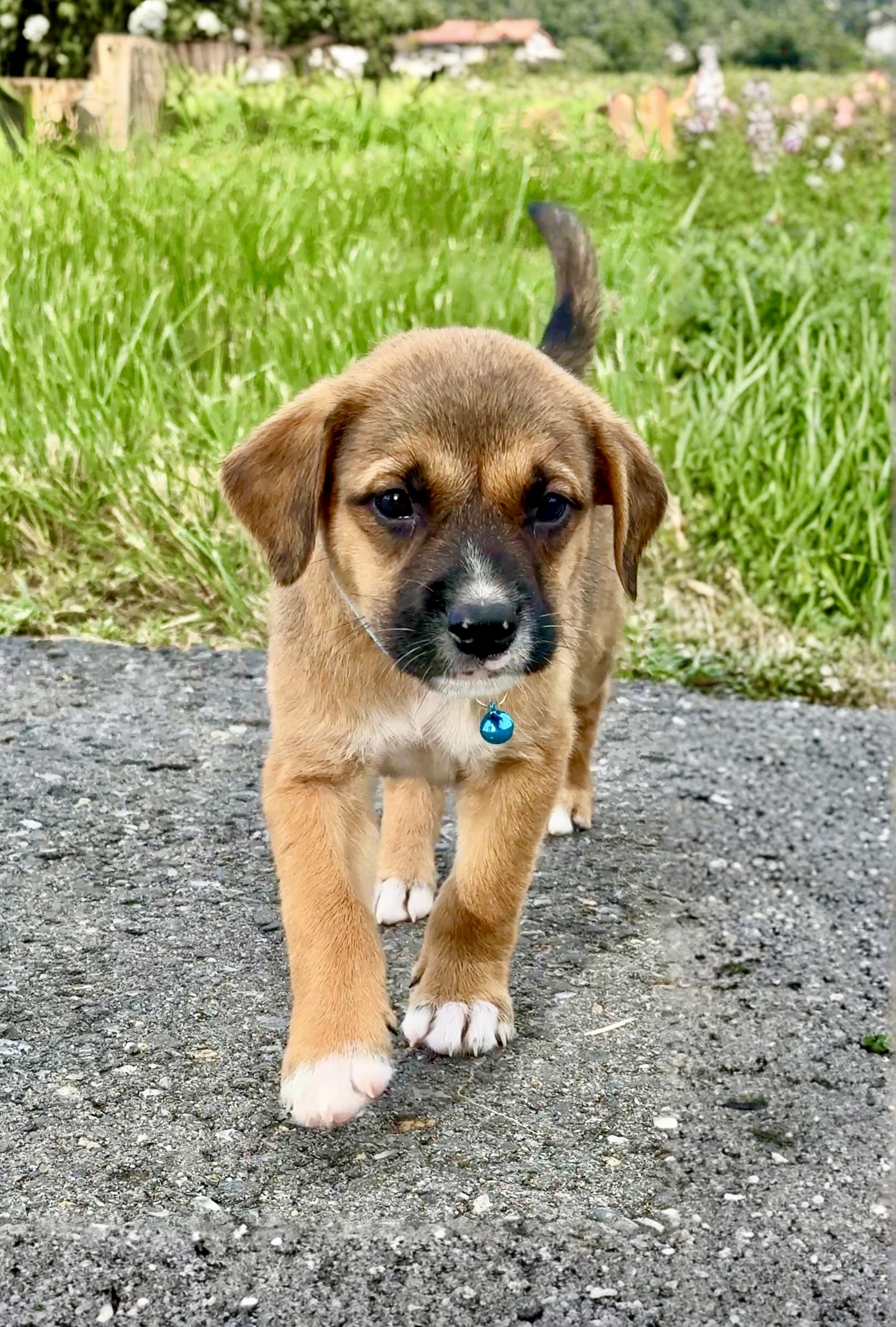 Enlarge Teddy - Bear, loving, Boy Puppy *LOW FEE*, an adopted mixed breed in Boston, MA image 3/6