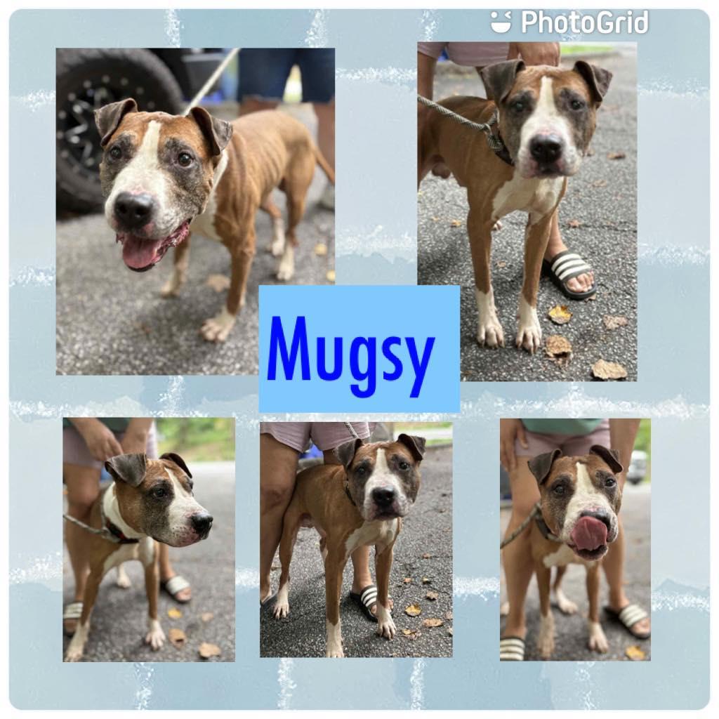 Mugsy, a Adoptable mixed breed in Ossining, NY image 1/2