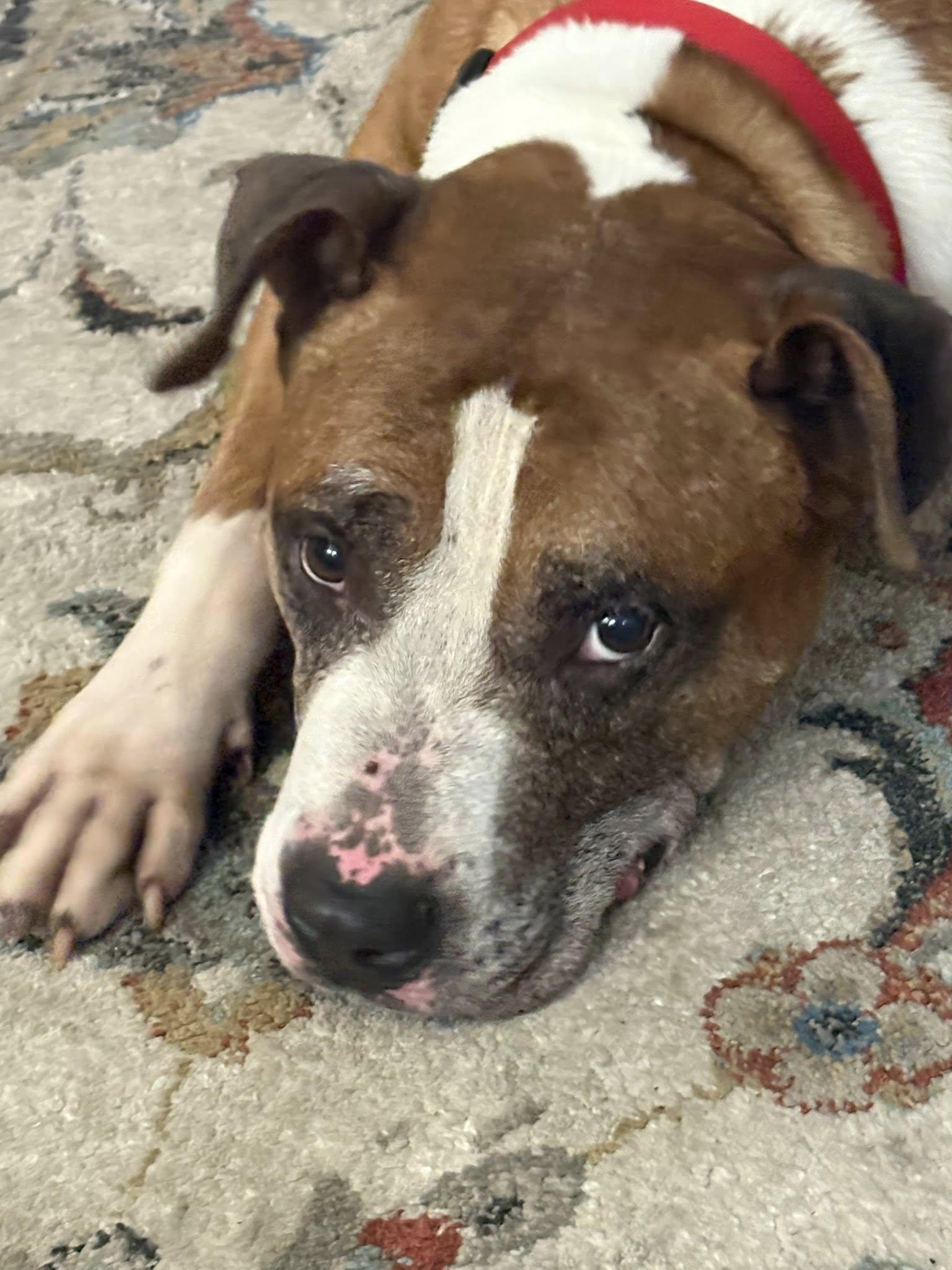 Mugsy, a Adoptable mixed breed in Ossining, NY image 2/2