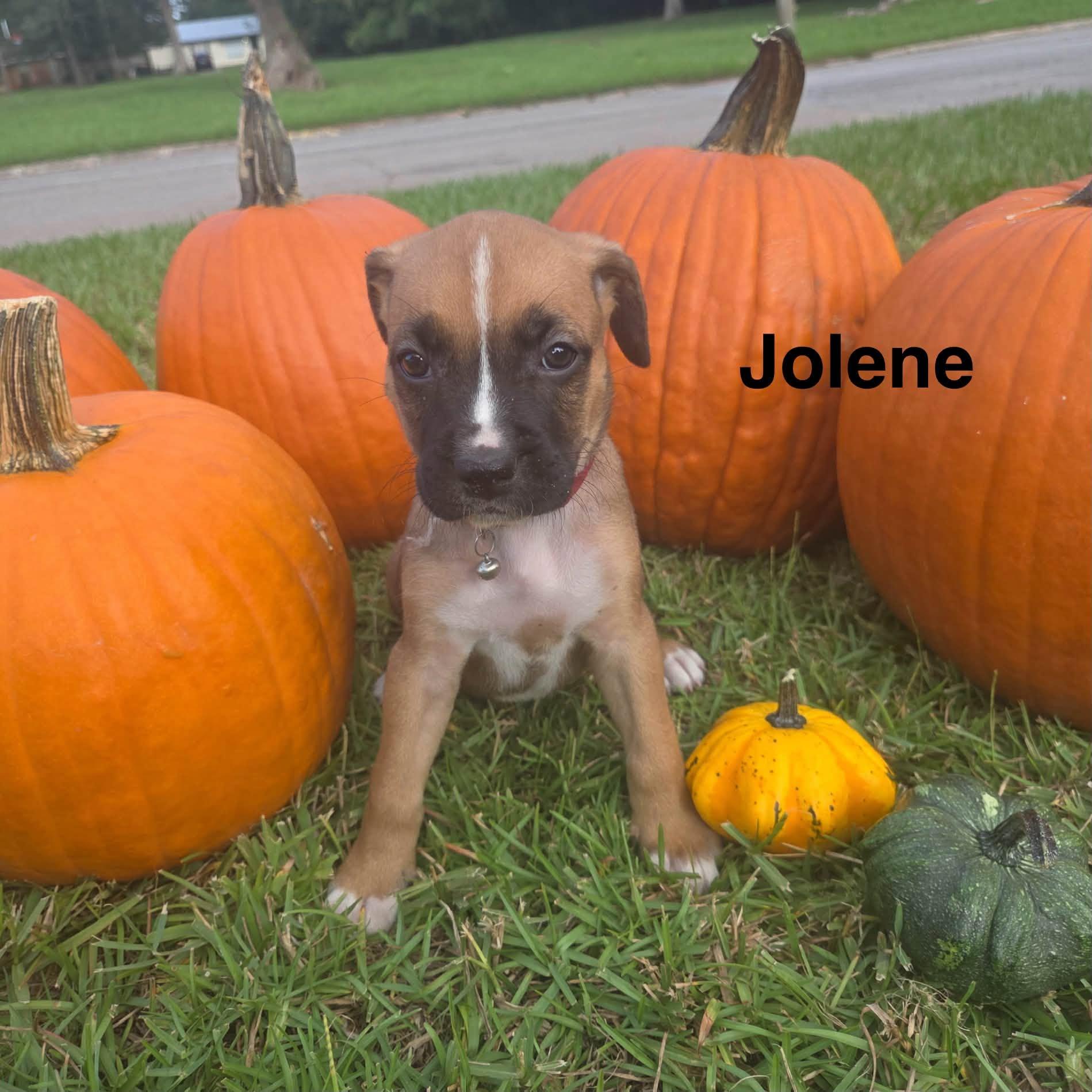 Enlarge Jolene, a Adoptable mixed breed in Navarre, FL image 2/2