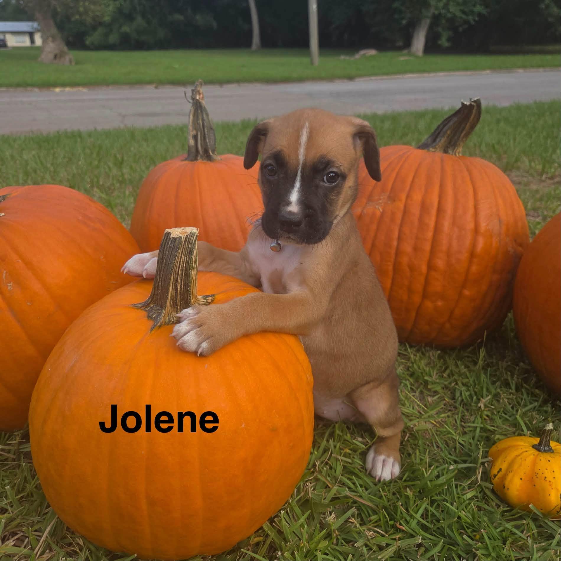 Jolene, Adoptable, Puppy Female Boxer.