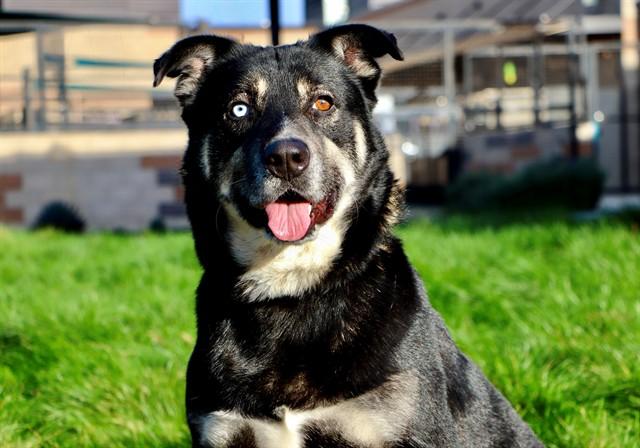 HUGO, Adoptable, Adult Male Rottweiler & Mixed Breed.