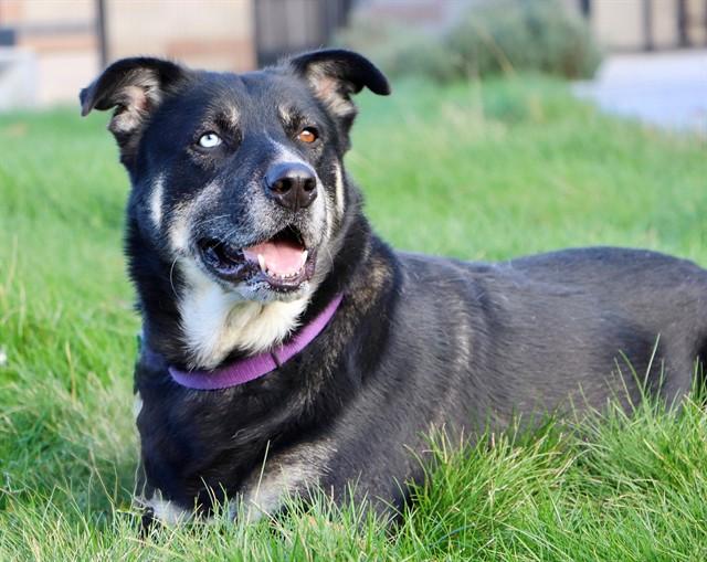 HUGO, Adoptable, Adult Male Rottweiler & Mixed Breed.