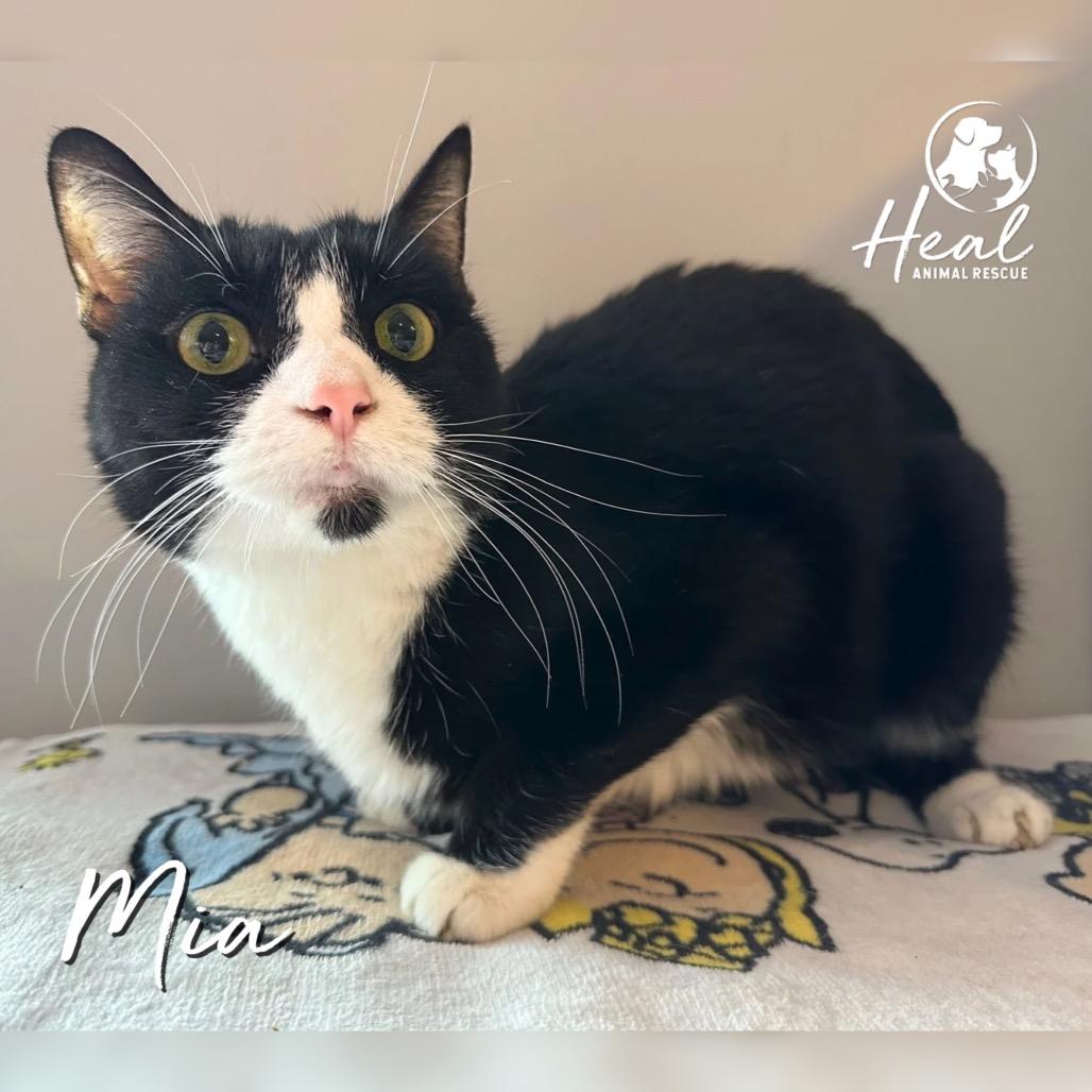 Mia, a Adoptable Domestic Short Hair in Youngwood, PA image 1/2