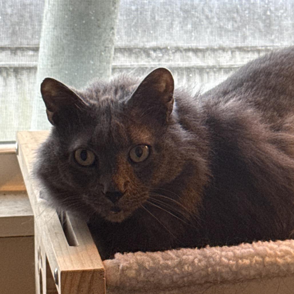 Blue, Adoptable, Adult Male Domestic Medium Hair.