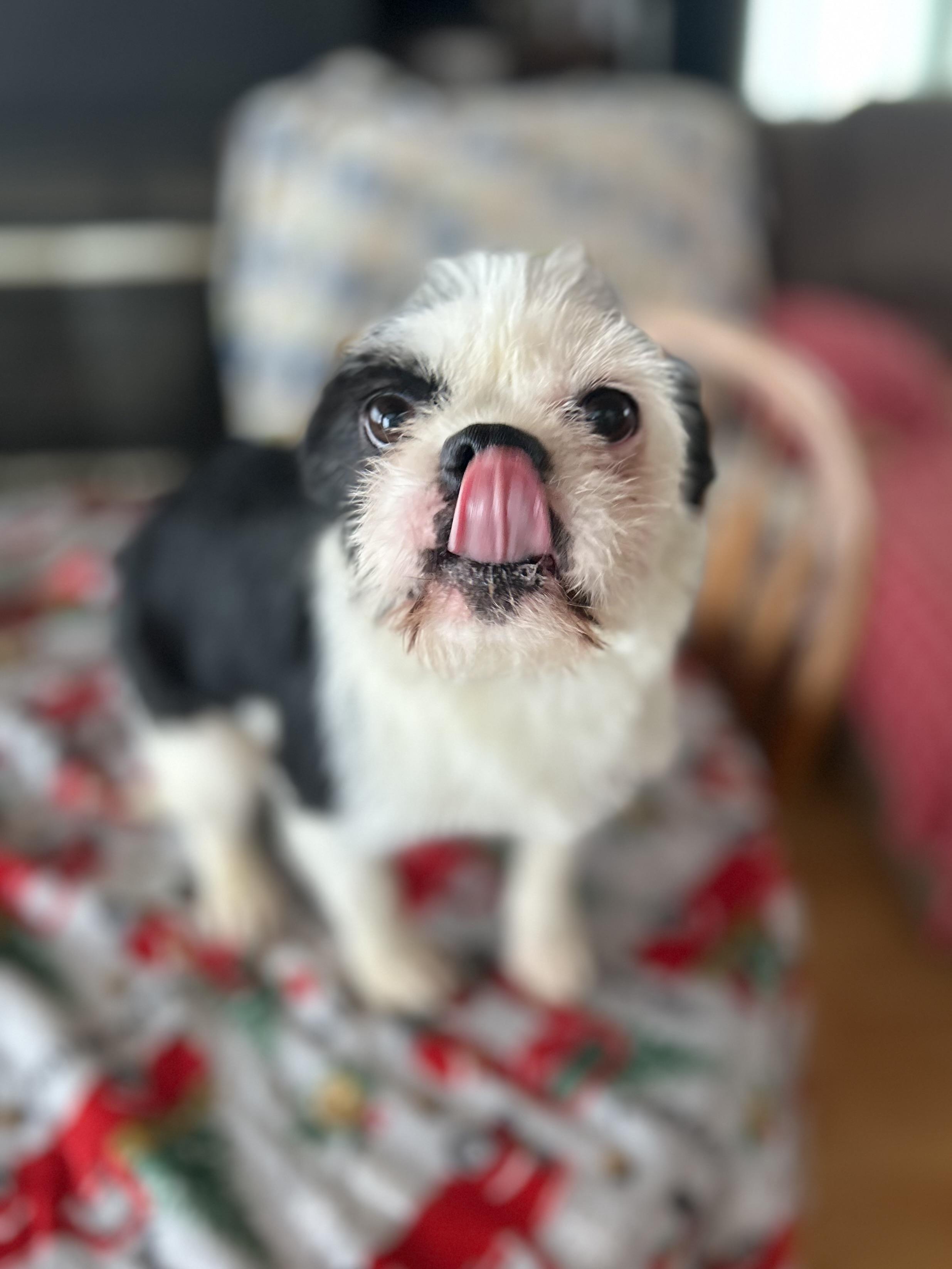 Enlarge Ollie, a ADOPTABLE mixed breed in West Falls, NY image 3/3