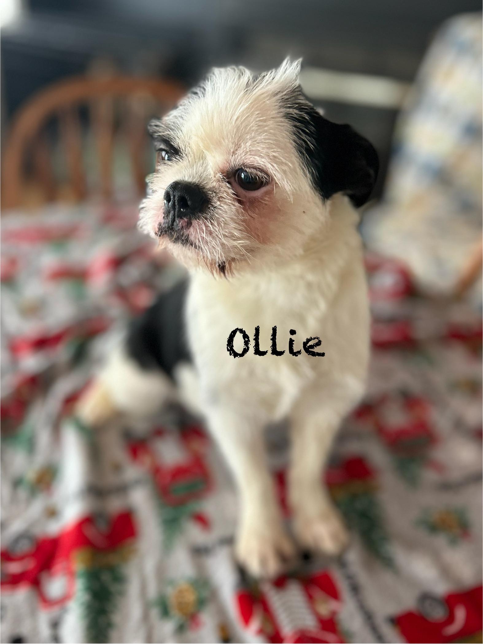 Ollie, ADOPTABLE, Young Female Boston Terrier.