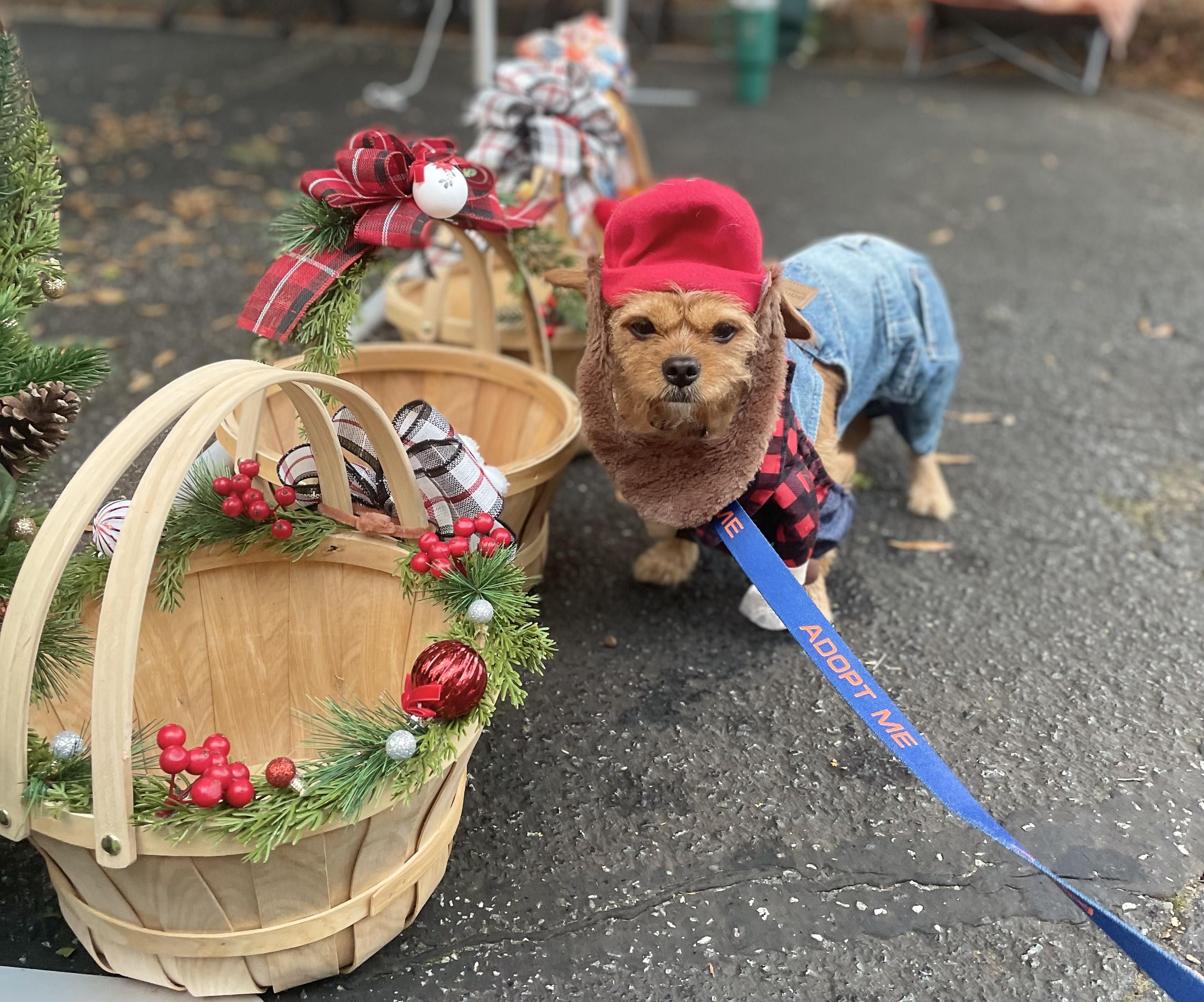 WAFFLES, a Adoptable mixed breed in Alpharetta, GA image 2/6