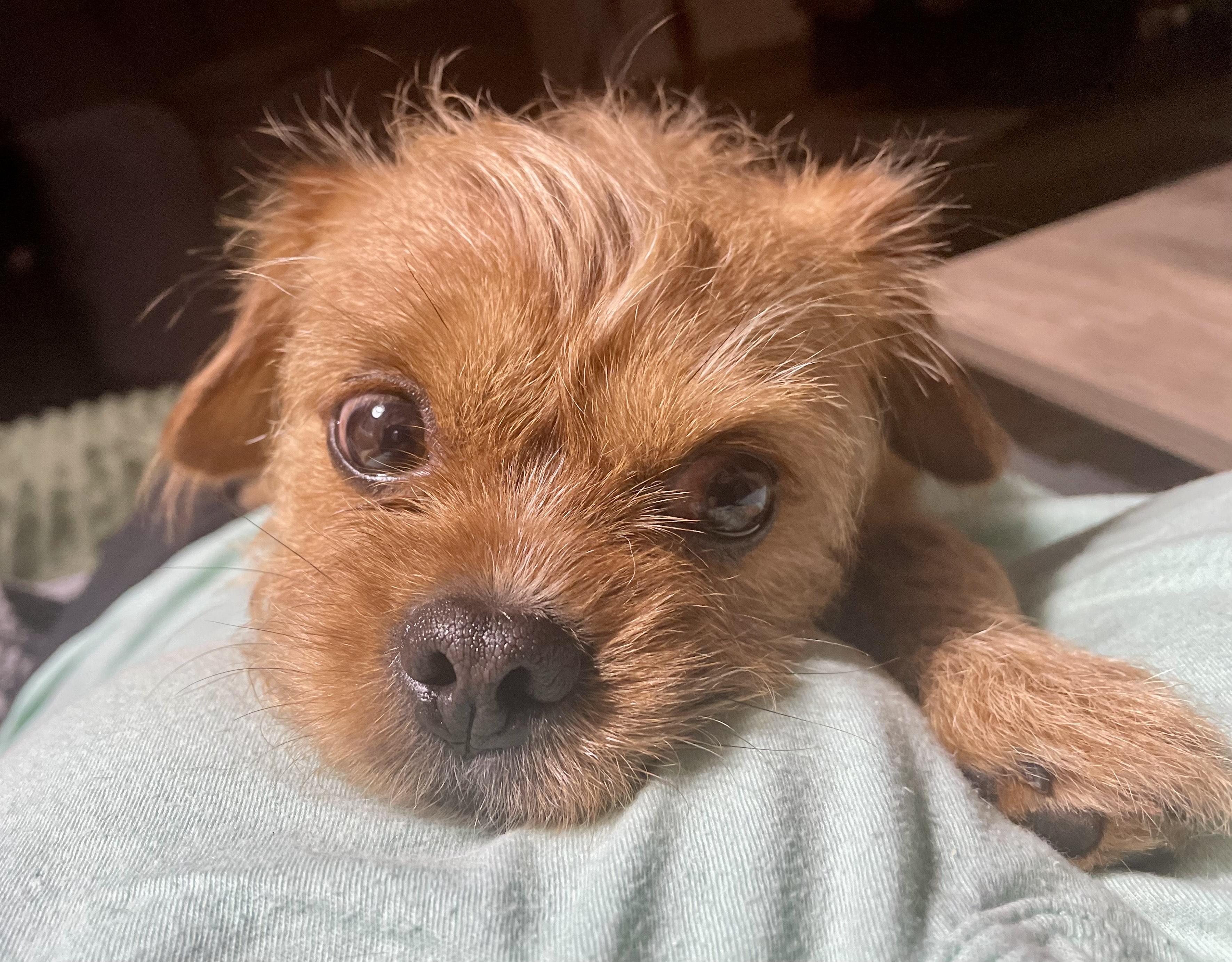 WAFFLES, a Adoptable mixed breed in Alpharetta, GA image 3/6