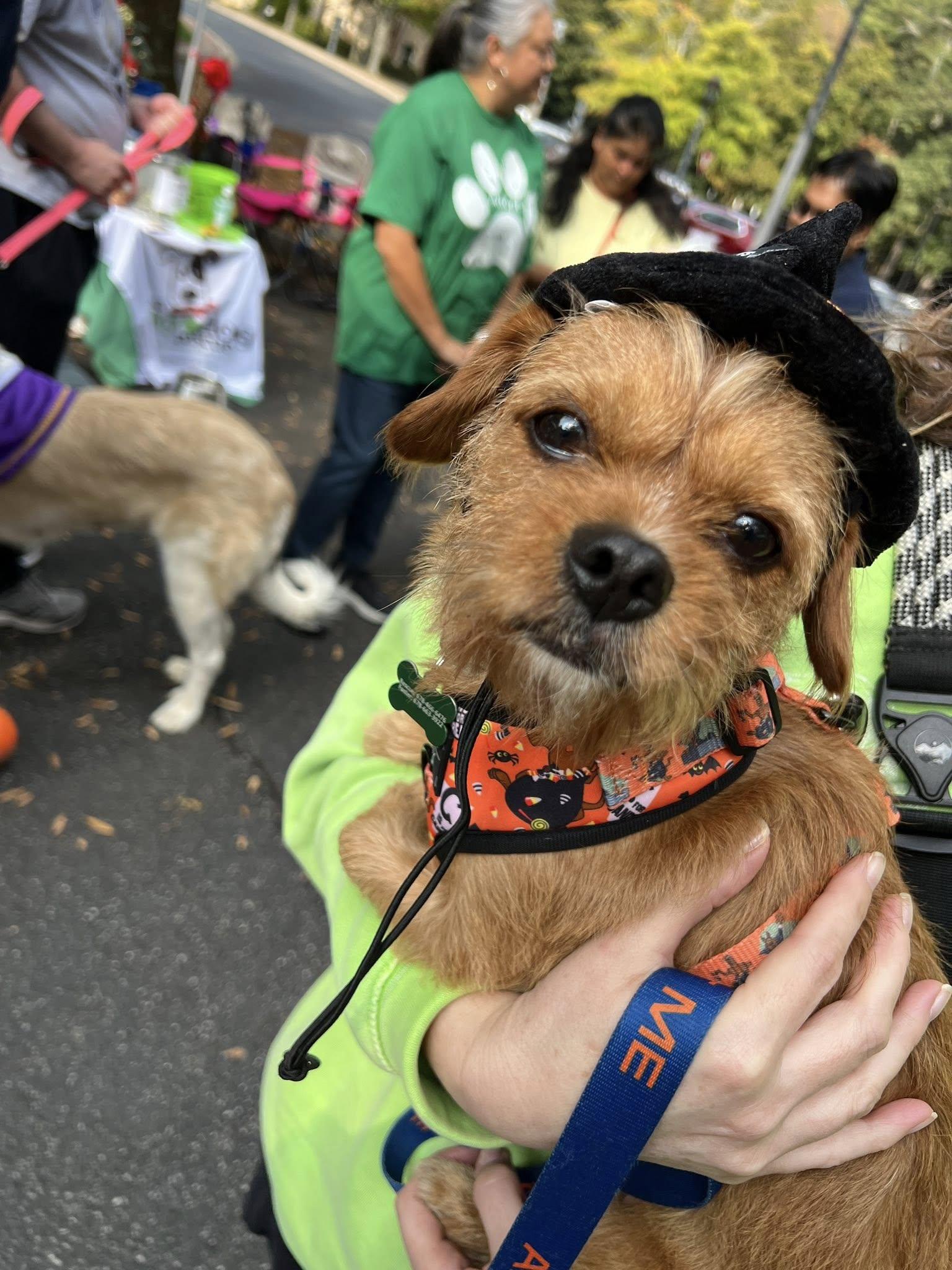 WAFFLES, Adoptable, Adult Male Norfolk Terrier.