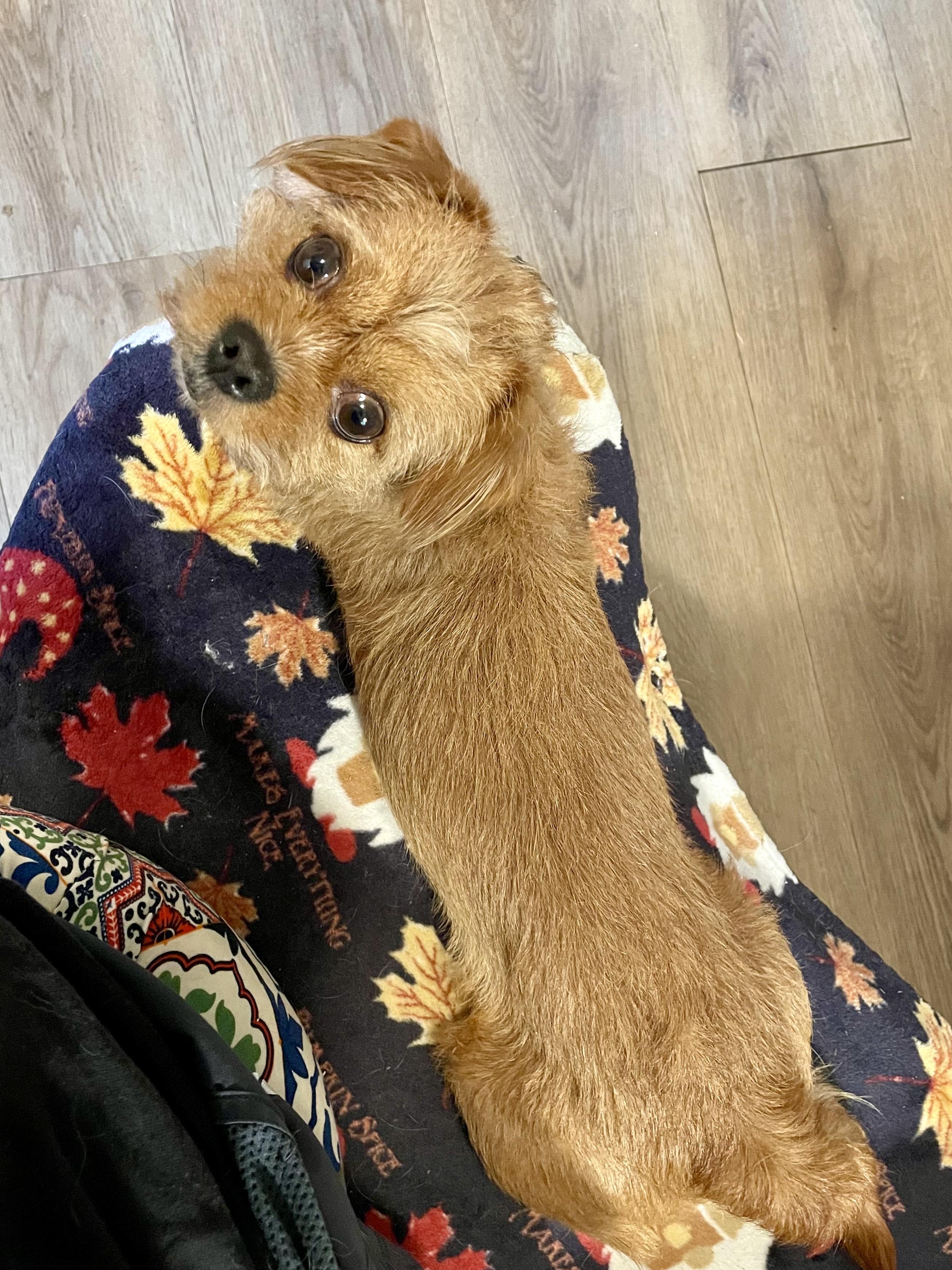 WAFFLES, a Adoptable mixed breed in Alpharetta, GA image 4/6