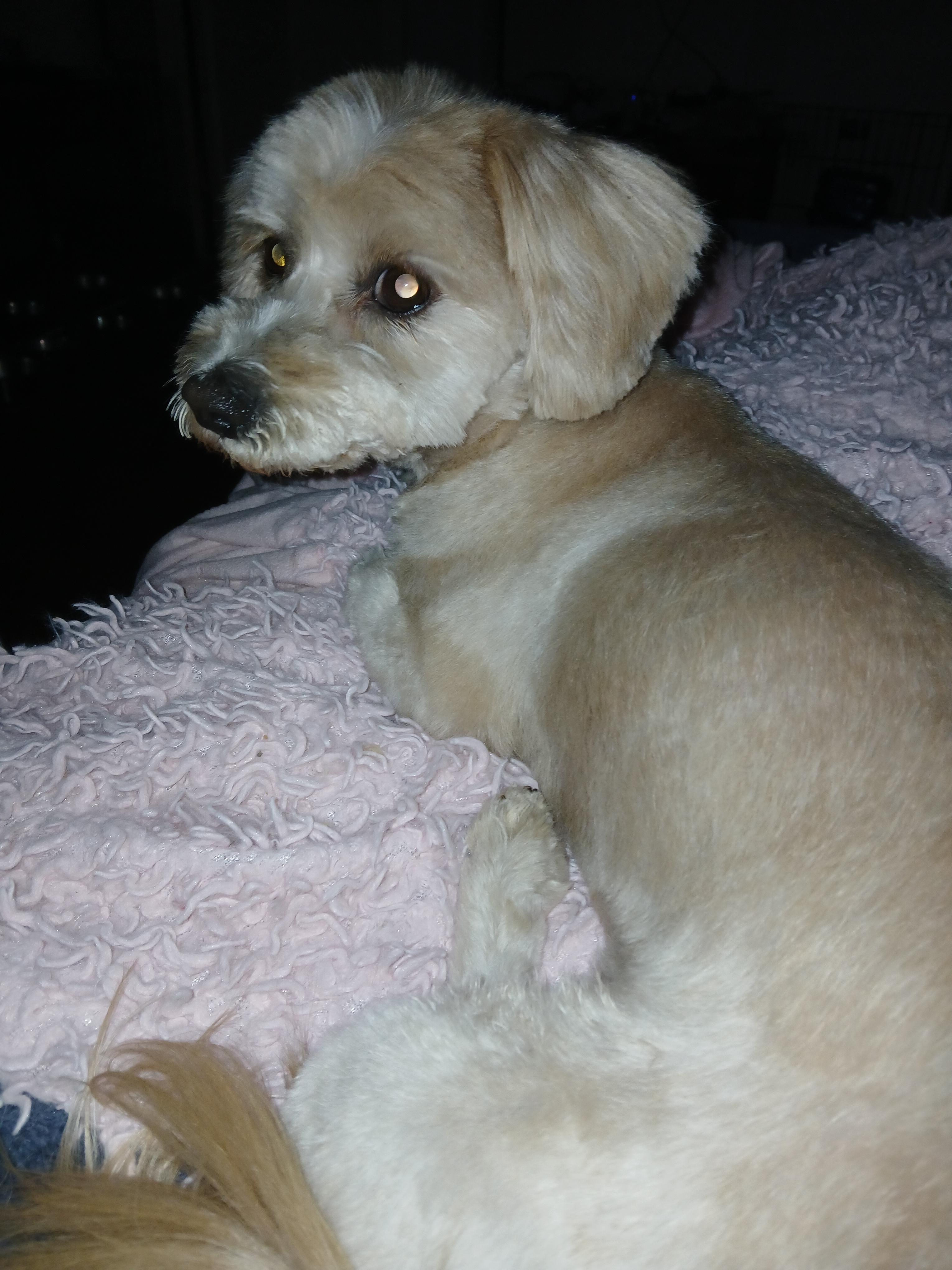 Pibbles, Adopted, Adult Female Poodle.