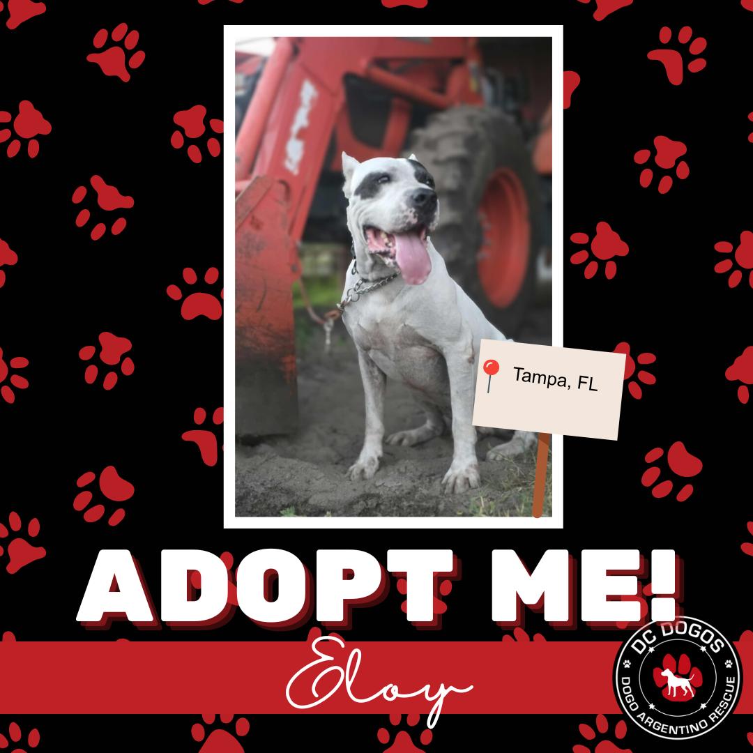 Enlarge Eloy, a ADOPTABLE Dogo Argentino in Tampa, FL image 1/1