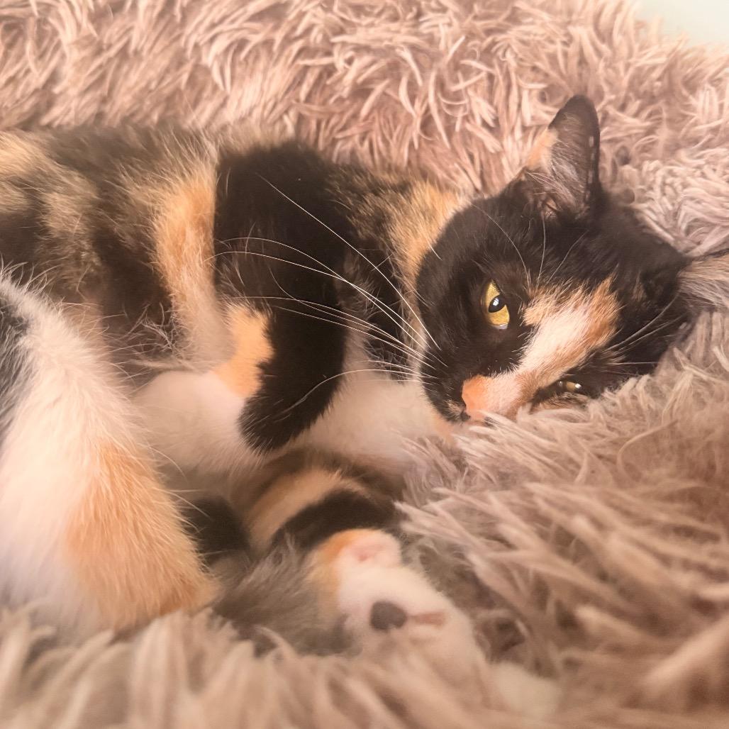 Princess CC, Adoptable, Young Female Domestic Short Hair.