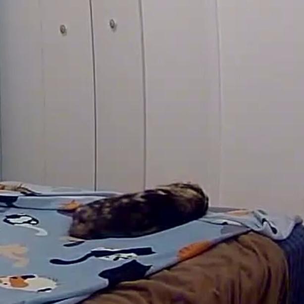 Enlarge Princess CC, a Adoptable Domestic Short Hair in SANTA ROSA BEACH, FL image 2/4