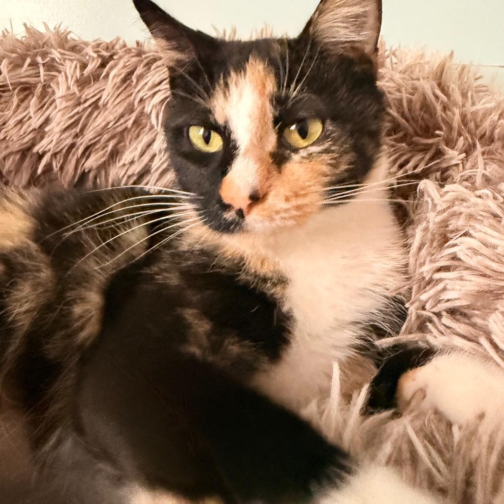 Enlarge Princess CC, a Adoptable Domestic Short Hair in SANTA ROSA BEACH, FL image 3/4