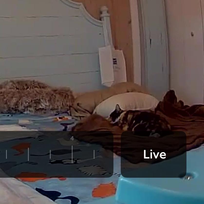 Enlarge Princess CC, a Adoptable Domestic Short Hair in SANTA ROSA BEACH, FL image 4/4