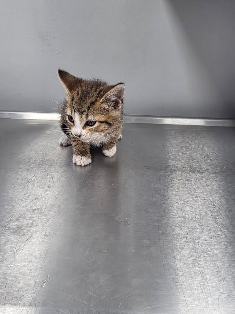 Boots, Adoptable, Kitten Male Domestic Short Hair.