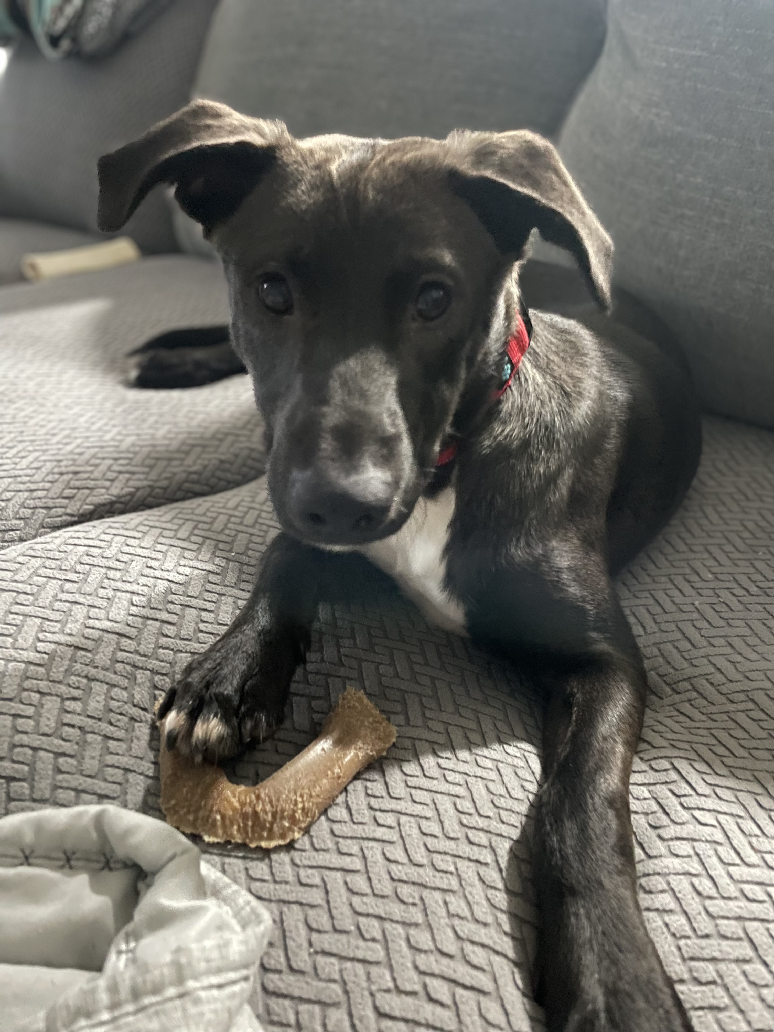 Ruger, a Adopted Labrador Retriever in Charlotte, NC image 1/3