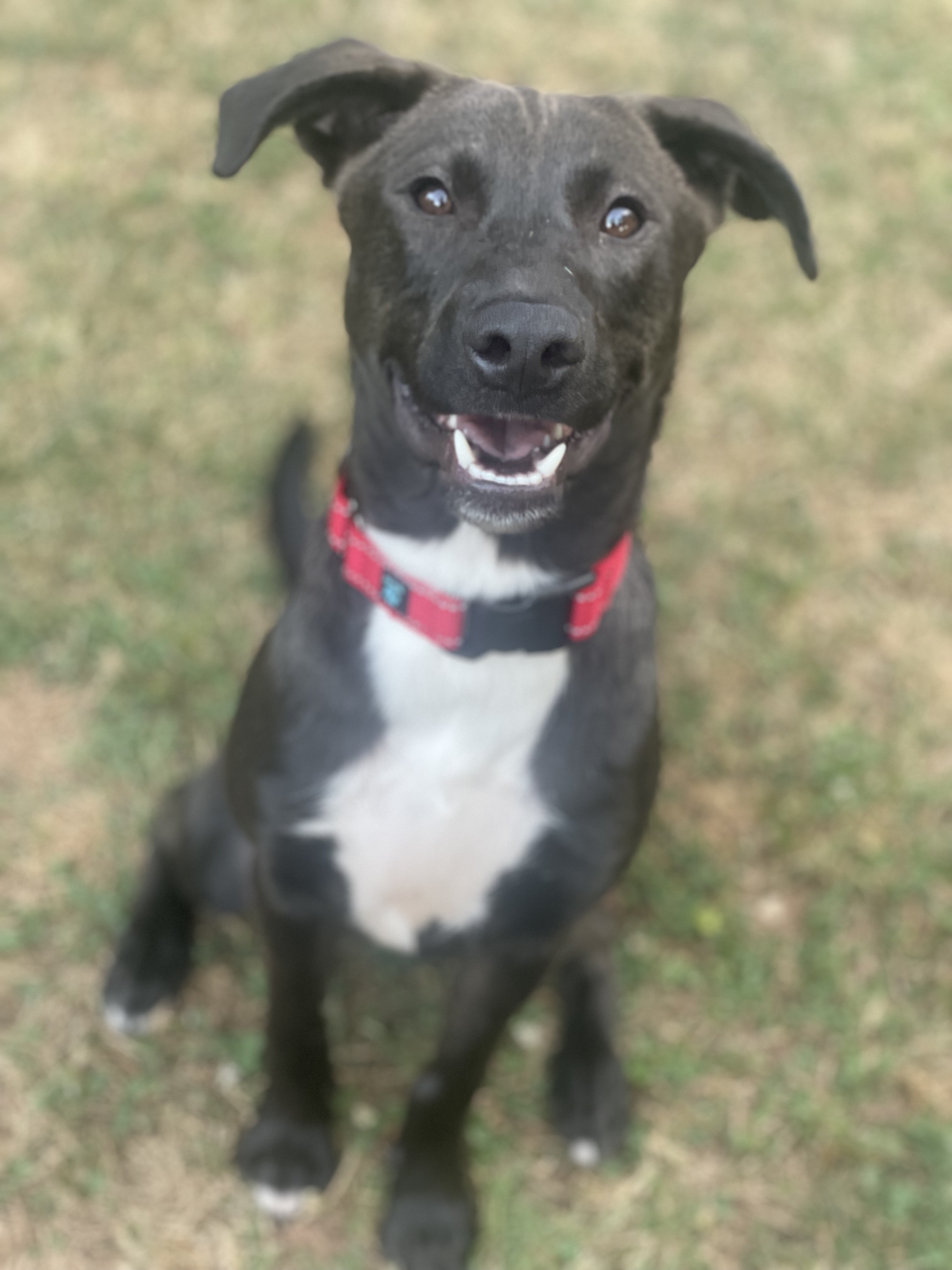 Ruger, a Adopted Labrador Retriever in Charlotte, NC image 2/3