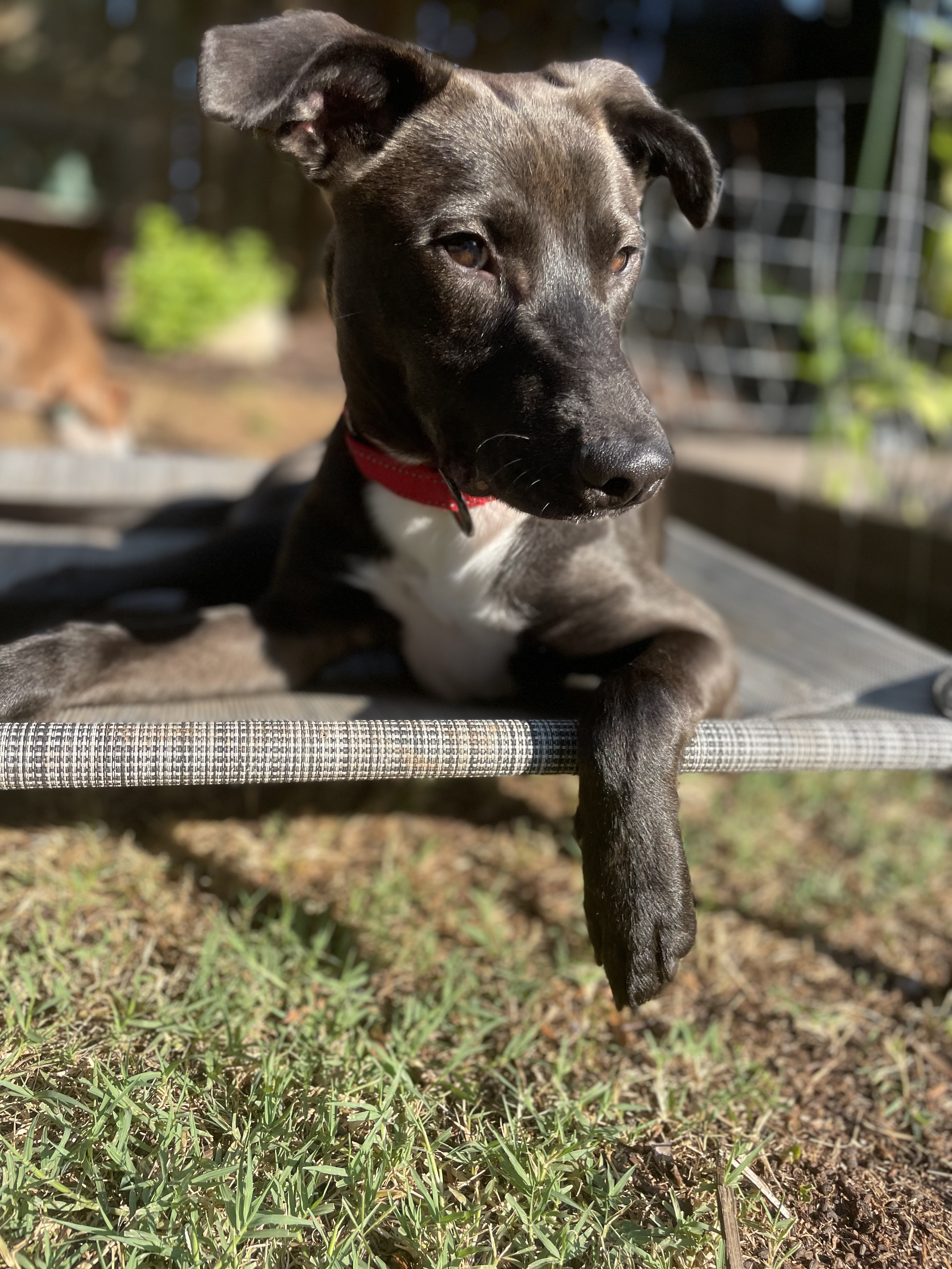 Ruger, a Adopted Labrador Retriever in Charlotte, NC image 3/3