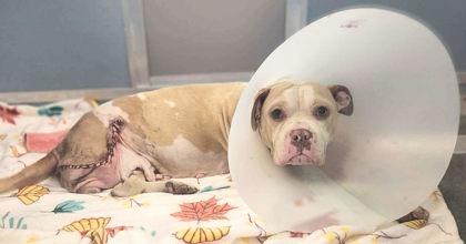Hypaxia, Adoptable, Adult Female Mixed Breed & Mixed Breed.