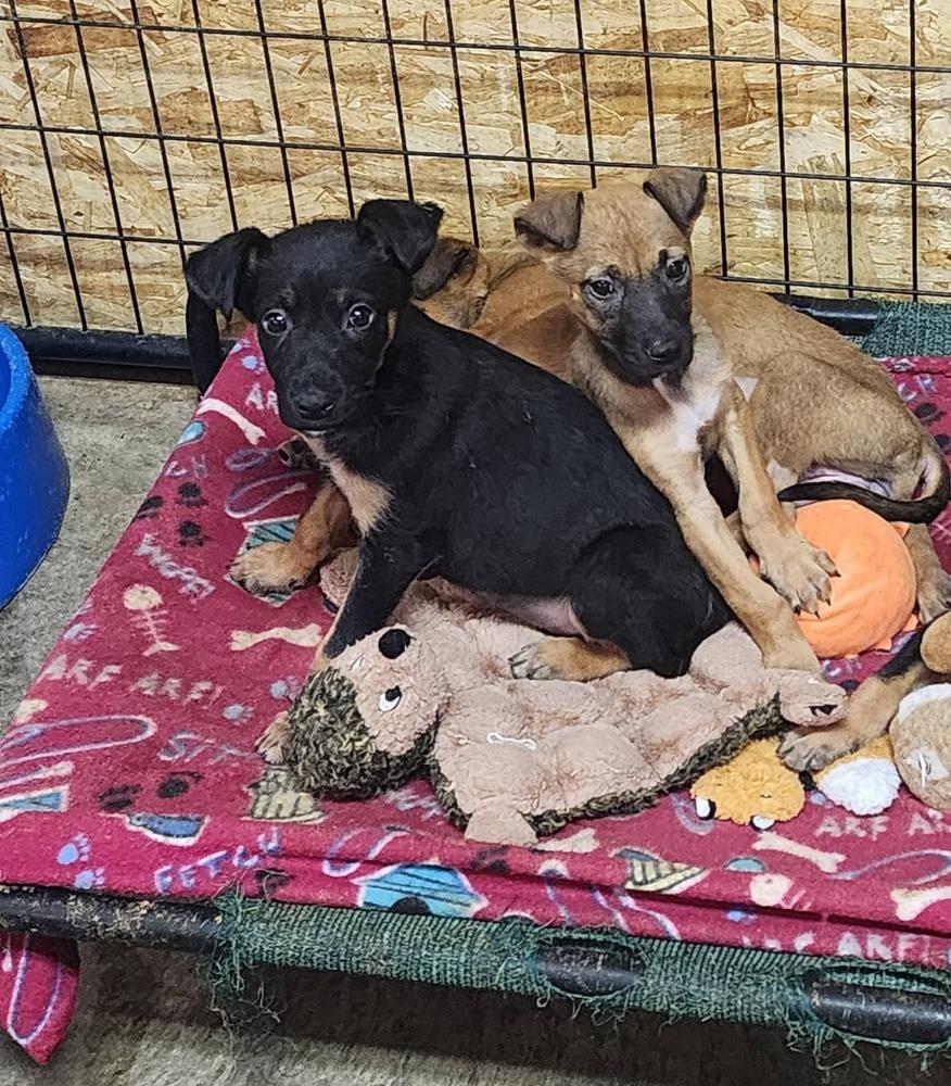Seven Dwarfs litter, Adoptable, Puppy Female German Shepherd Dog & Chihuahua.