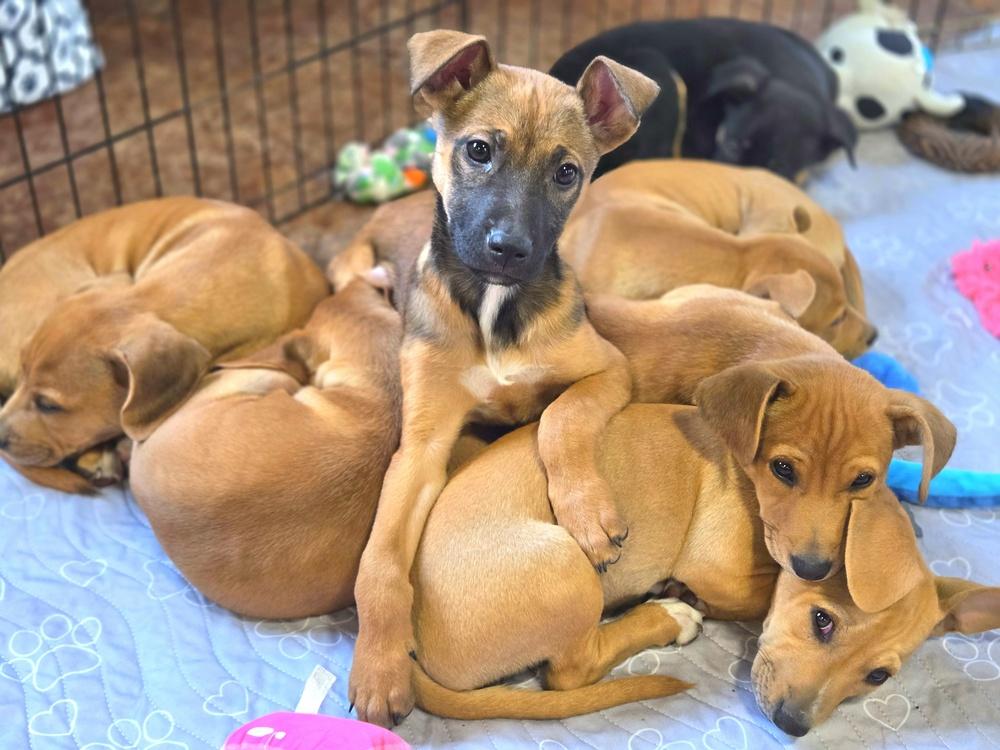 Enlarge Sleepy, a Adoptable mixed breed in Bend, OR image 4/6