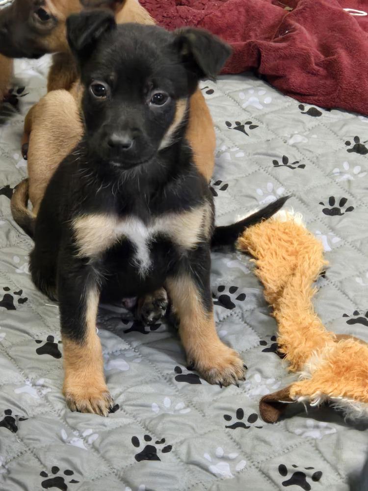 Enlarge Seven Dwarfs litter, a Adoptable mixed breed in Bend, OR image 5/5