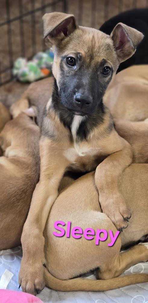 Enlarge Sleepy, a Adoptable mixed breed in Bend, OR image 6/6