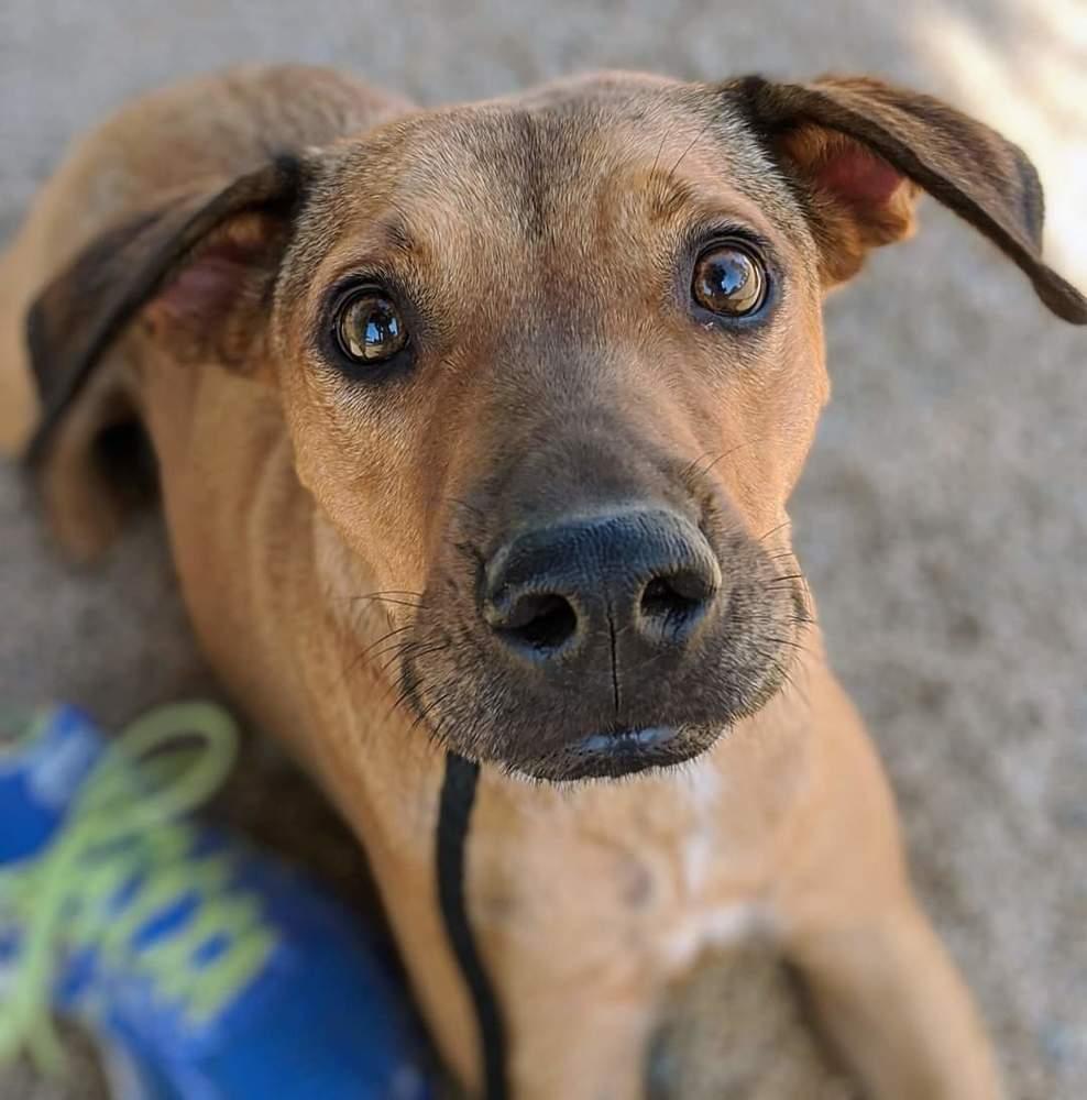 Enlarge Meggy, a Adoptable mixed breed in Phoenix, AZ image 1/6