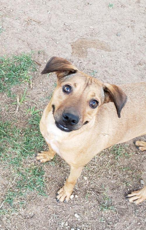 Enlarge Meggy, a Adoptable mixed breed in Phoenix, AZ image 2/6