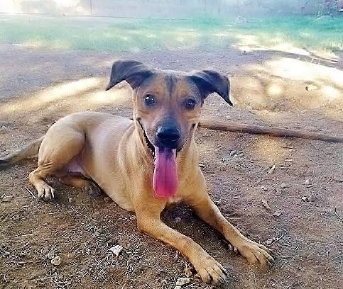 Enlarge Meggy, a Adoptable mixed breed in Phoenix, AZ image 3/6