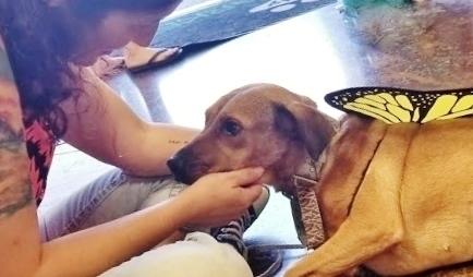 Enlarge Meggy, a Adoptable mixed breed in Phoenix, AZ image 4/6