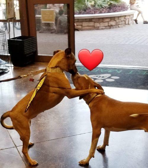 Enlarge Meggy, a Adoptable mixed breed in Phoenix, AZ image 5/6