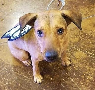 Enlarge Meggy, a Adoptable mixed breed in Phoenix, AZ image 6/6