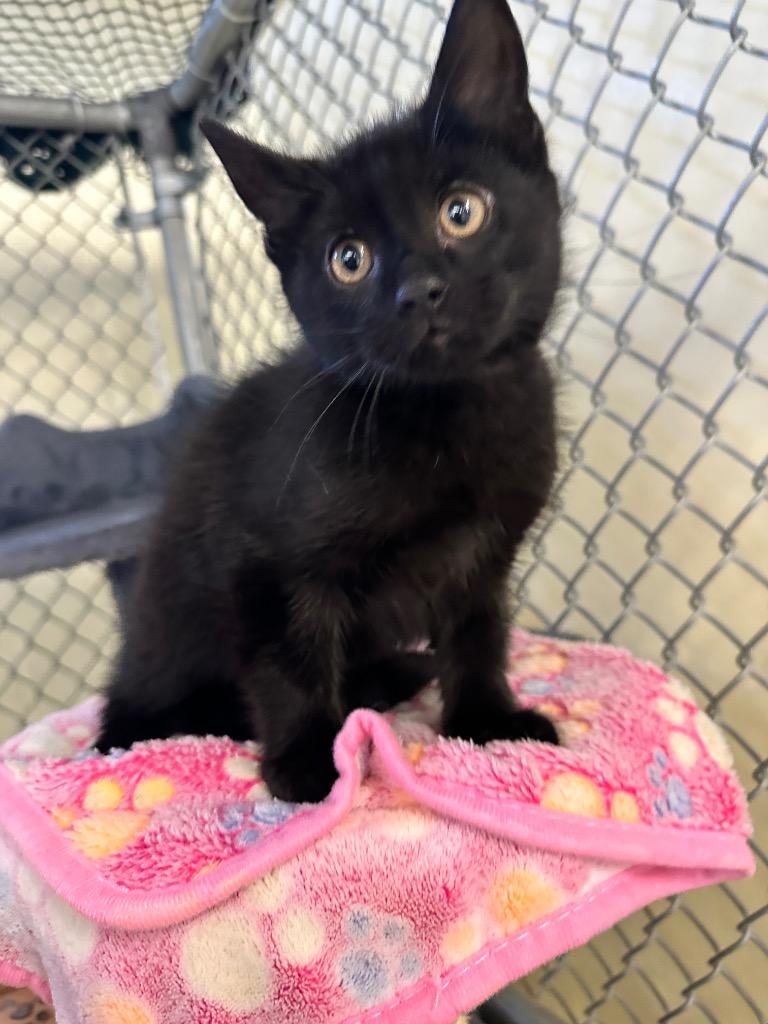 Archie, Adoptable, Kitten Male Domestic Short Hair.