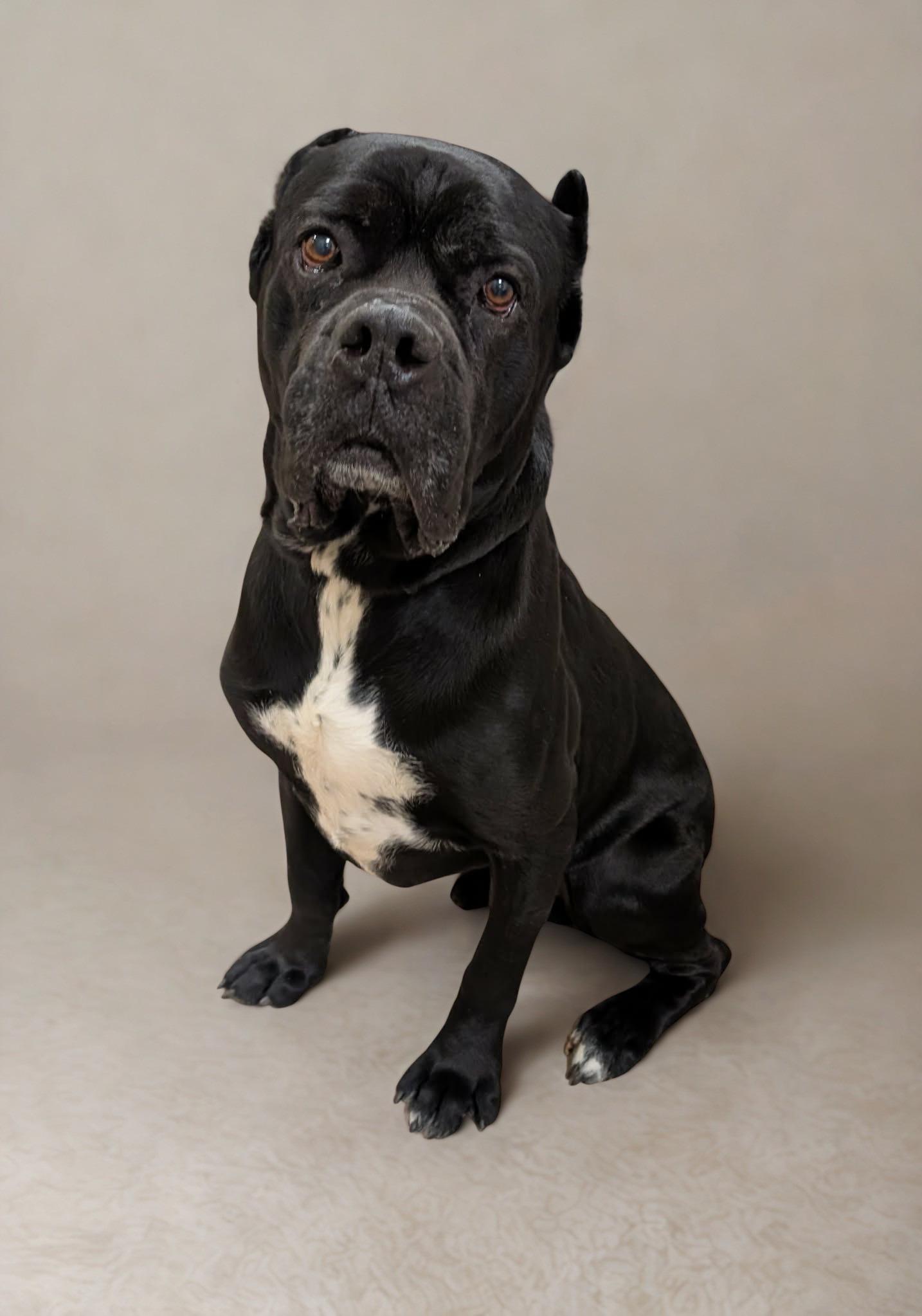 Rocky, ADOPTABLE, Adult Male Cane Corso.