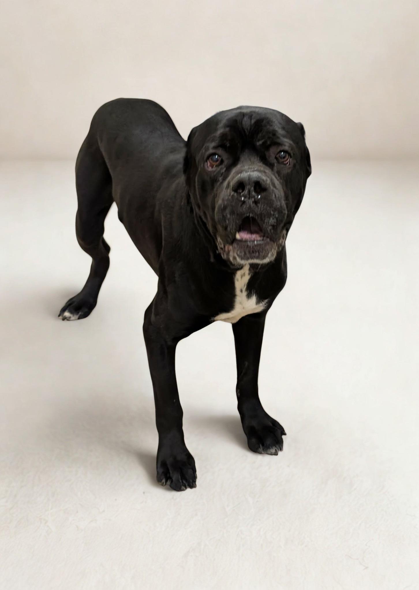 Enlarge Rocky, a ADOPTABLE Cane Corso in Clayton, NJ image 2/3