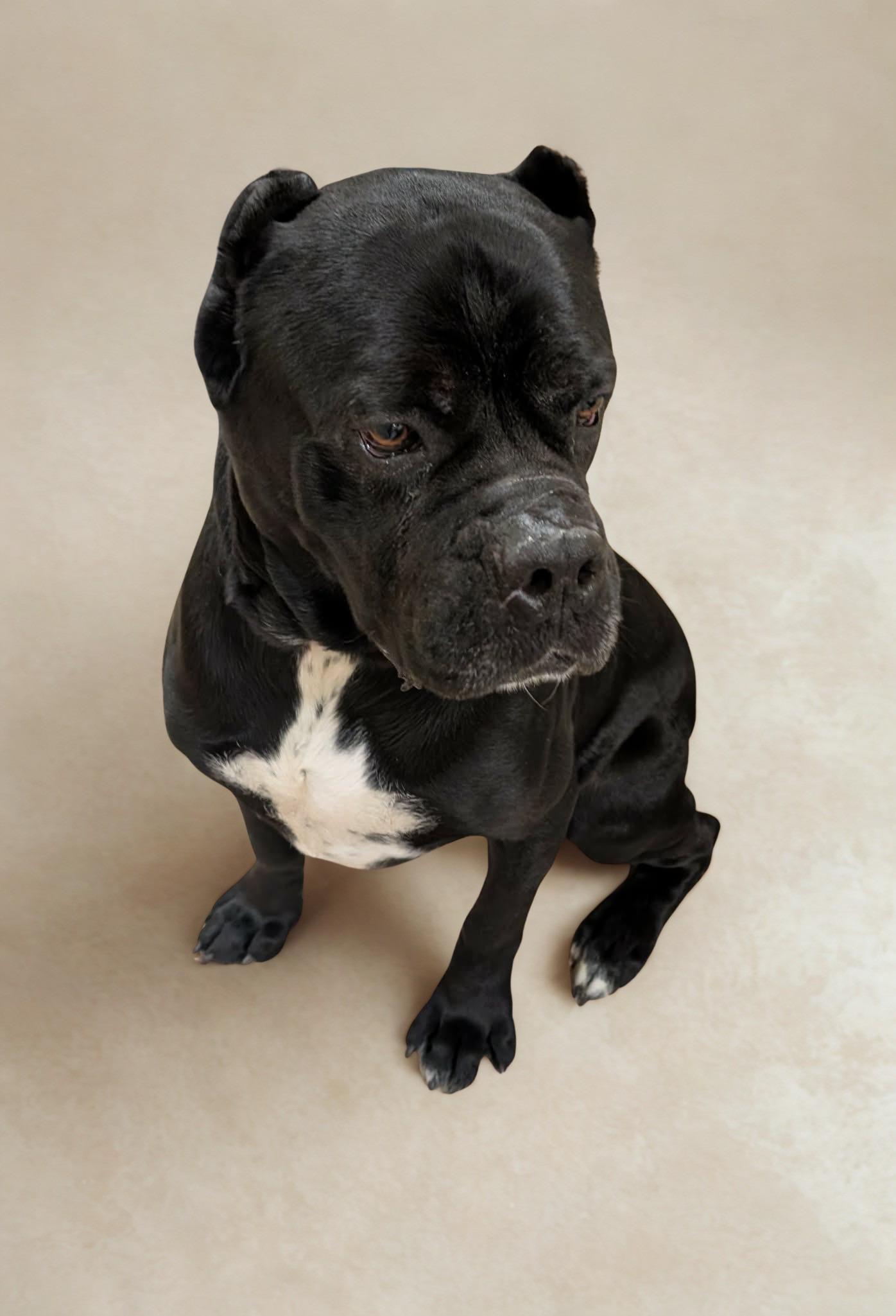 Enlarge Rocky, a ADOPTABLE Cane Corso in Clayton, NJ image 3/3