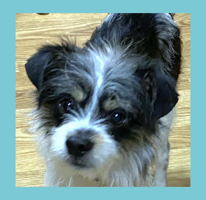 Buster, a Adoptable mixed breed in Lake Geneva, WI image 1/6