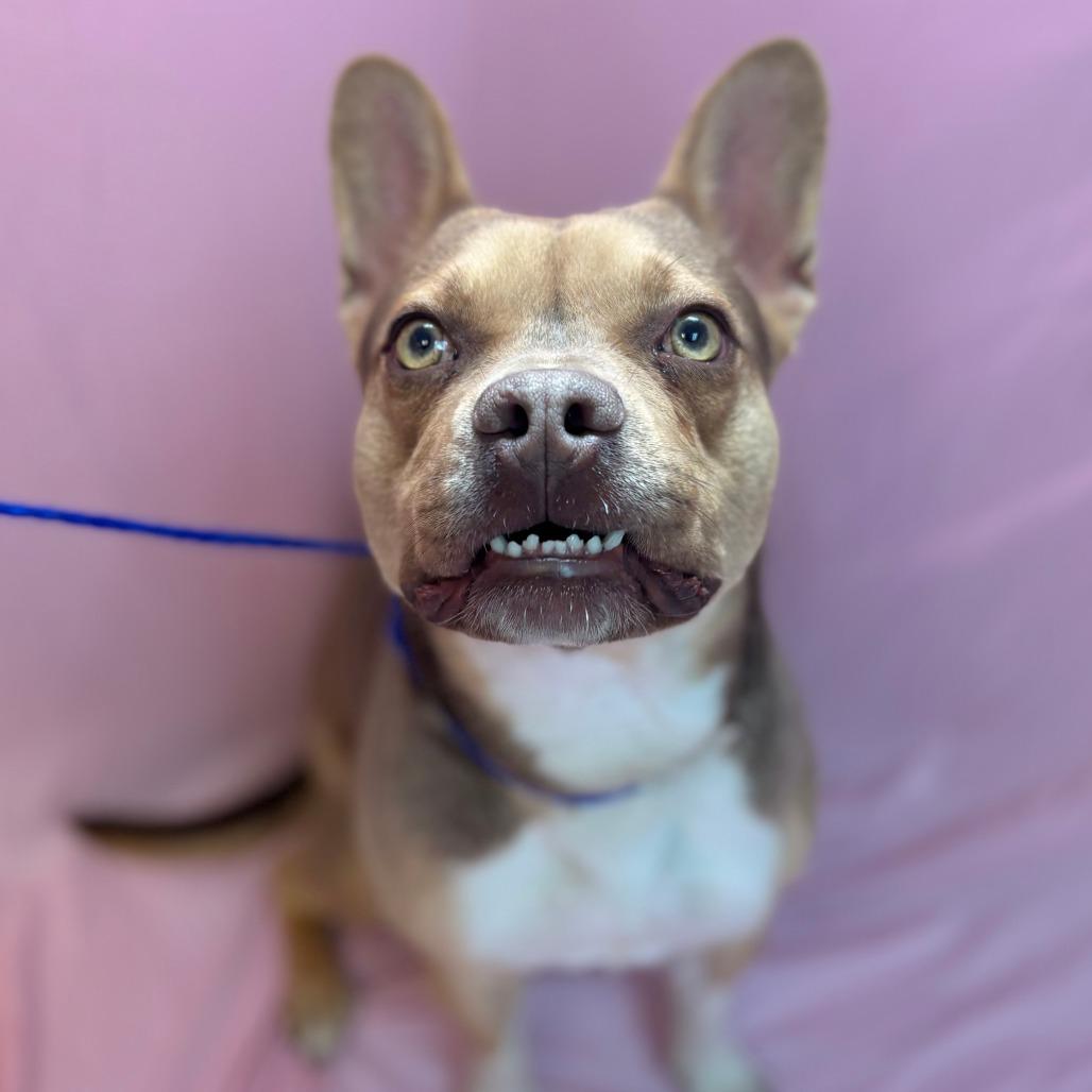 Enlarge Pebbles, a Adoptable mixed breed in Royse City, TX image 1/5