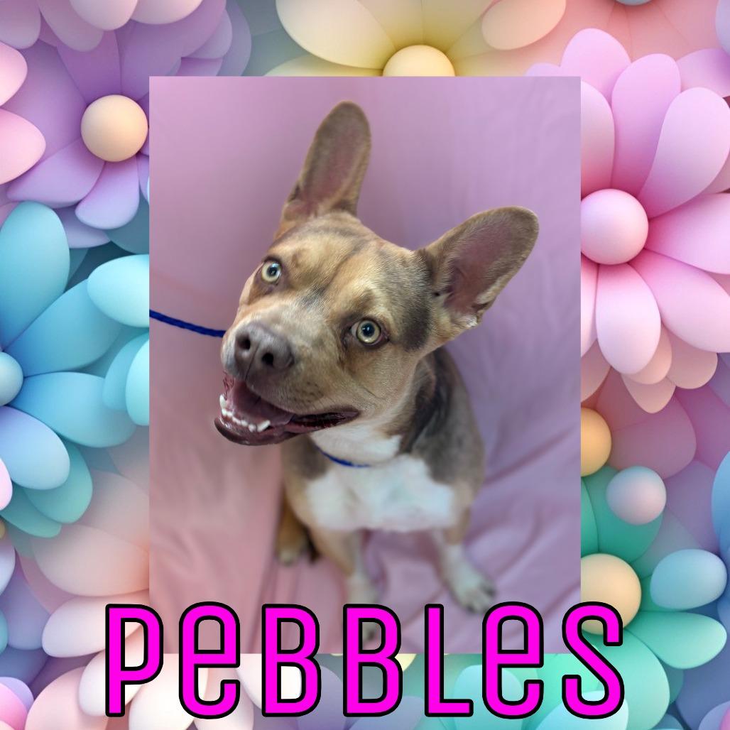 Enlarge Pebbles, a Adoptable mixed breed in Royse City, TX image 2/5