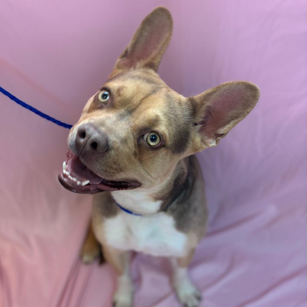 Enlarge Pebbles, a Adoptable mixed breed in Royse City, TX image 3/5