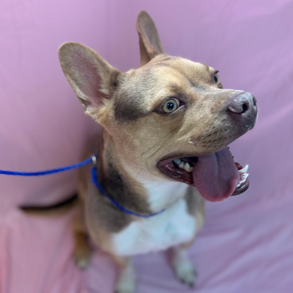 Enlarge Pebbles, a Adoptable mixed breed in Royse City, TX image 4/5